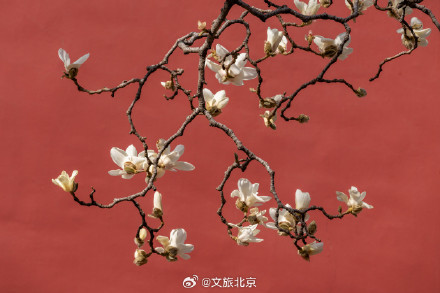 北京天坛公园玉兰花开映红墙