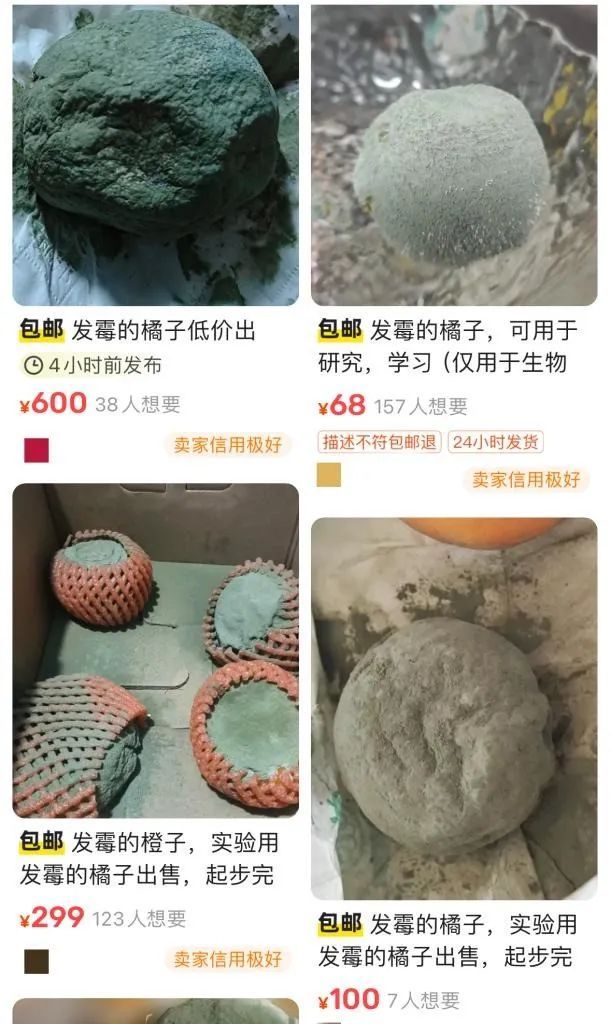 发霉橘子在二手平台热售,专家紧急提醒! 发霉橘子在二手平台热售,专家紧急提醒!