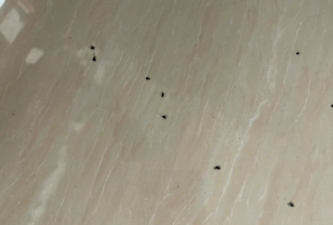 吓到尖叫！收衣服时多看了眼……最近又到高峰期，很多人中招！