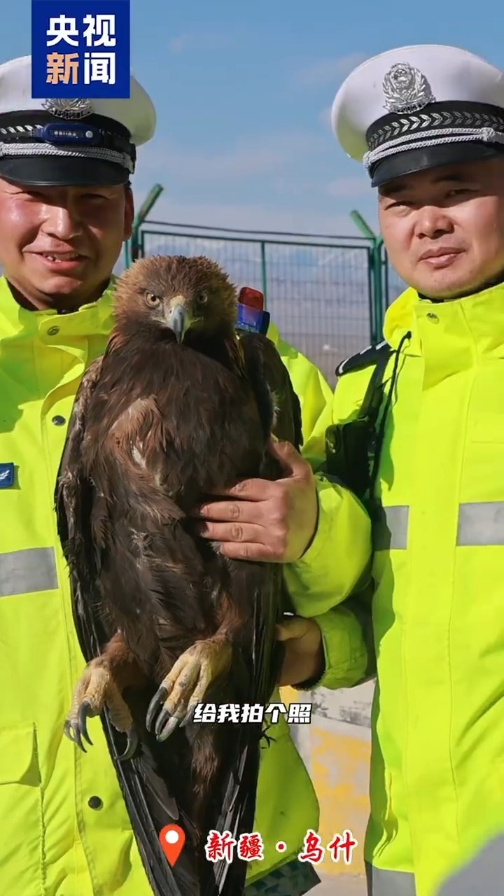 近2米大鸟被困 警民救助发现竟是“猛禽之王”金雕