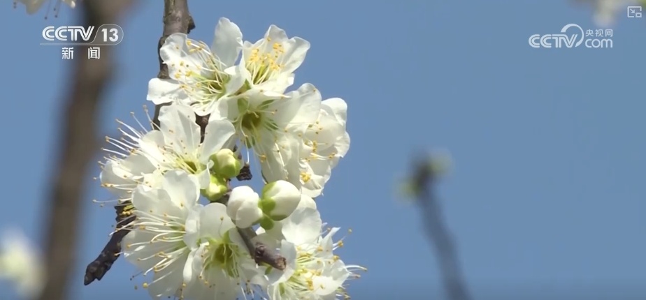 春赏花、夏榨油、秋收粮 “赏花+”扮“靓”经济新增长点 春赏花、夏榨油、秋收粮 “赏花+”扮“靓”经济新增长点