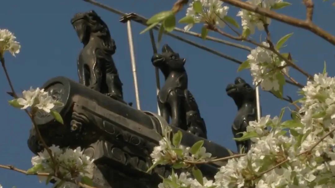 红墙黑瓦，梨花堆雪，北京这处古刹火爆到限流——