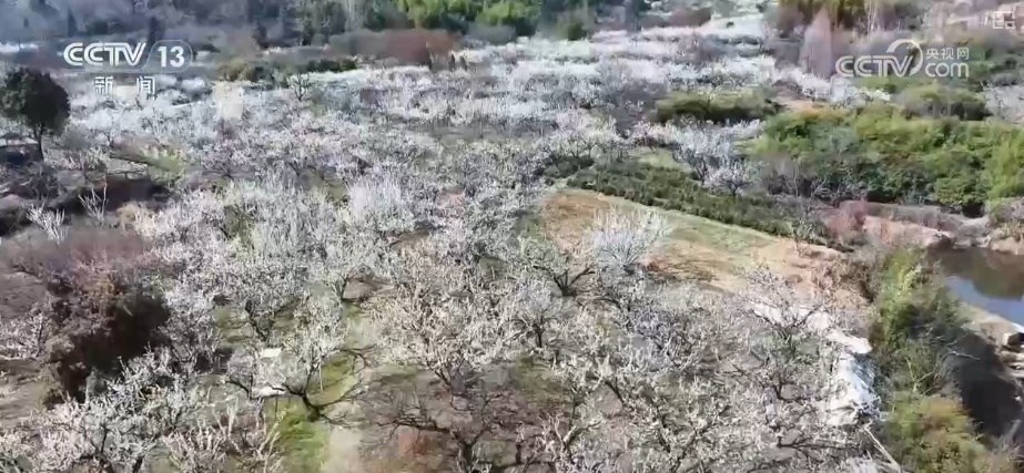 春赏花、夏榨油、秋收粮 “赏花+”扮“靓”经济新增长点 春赏花、夏榨油、秋收粮 “赏花+”扮“靓”经济新增长点