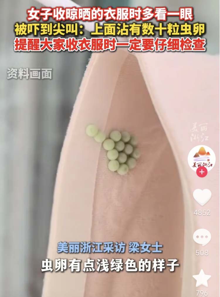 头皮发麻！臭屁虫虫卵千万别碰，臭液还自带强腐蚀性