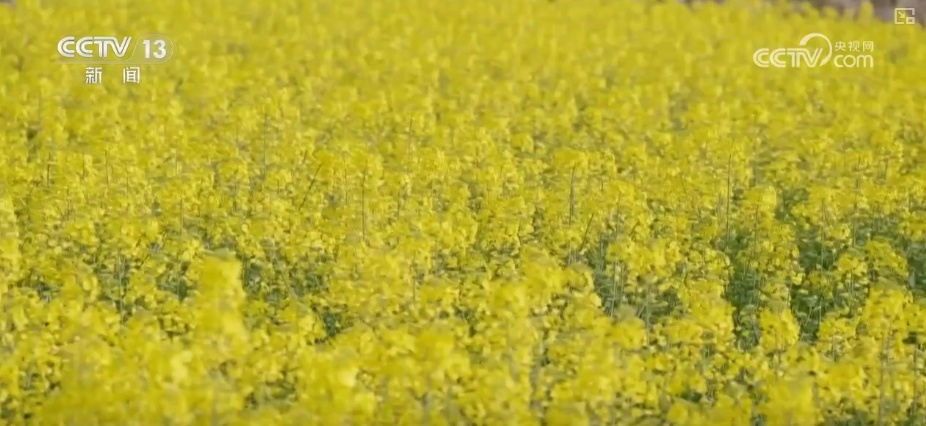 春赏花、夏榨油、秋收粮 “赏花+”扮“靓”经济新增长点 春赏花、夏榨油、秋收粮 “赏花+”扮“靓”经济新增长点