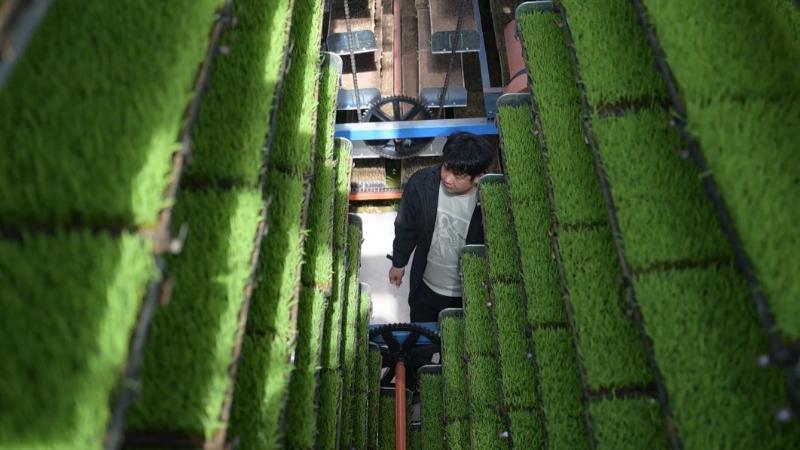 江西赣州：集中育秧加速推进 科技加持提升育秧效率品质
