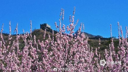 列车穿越花海 北京居庸关花海栈道开放