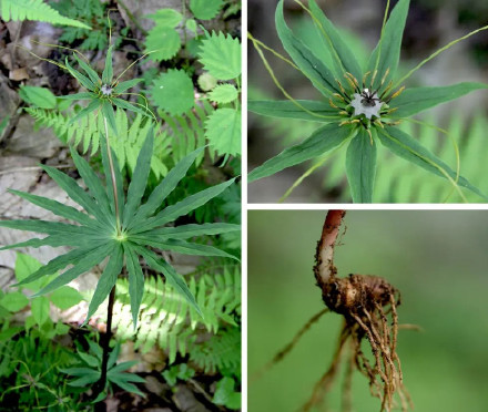 调查显著成果+1 重庆阴条岭发现多种珍稀重楼属植物