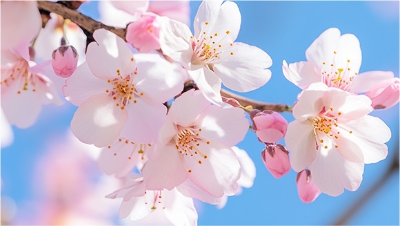 气温像坐过山车！山东将迎大风+扬沙+降温10°C～12°C