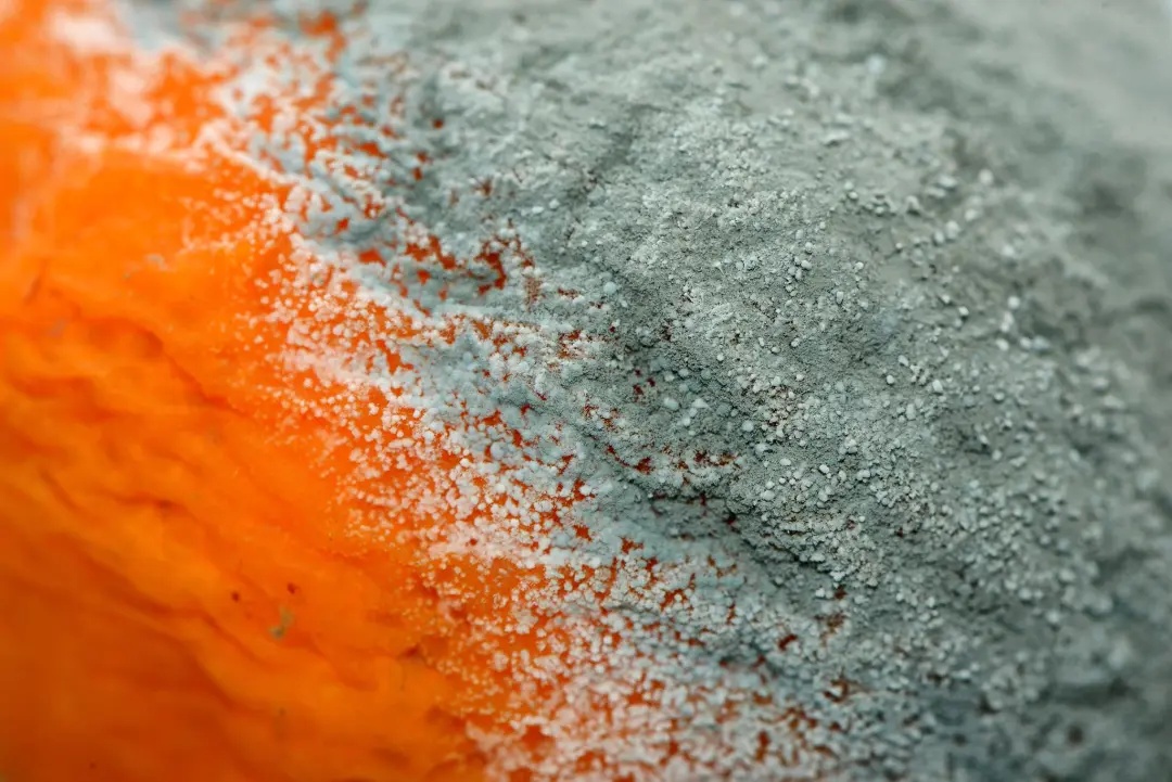 这种橘子网上卖600块？专家紧急提醒！