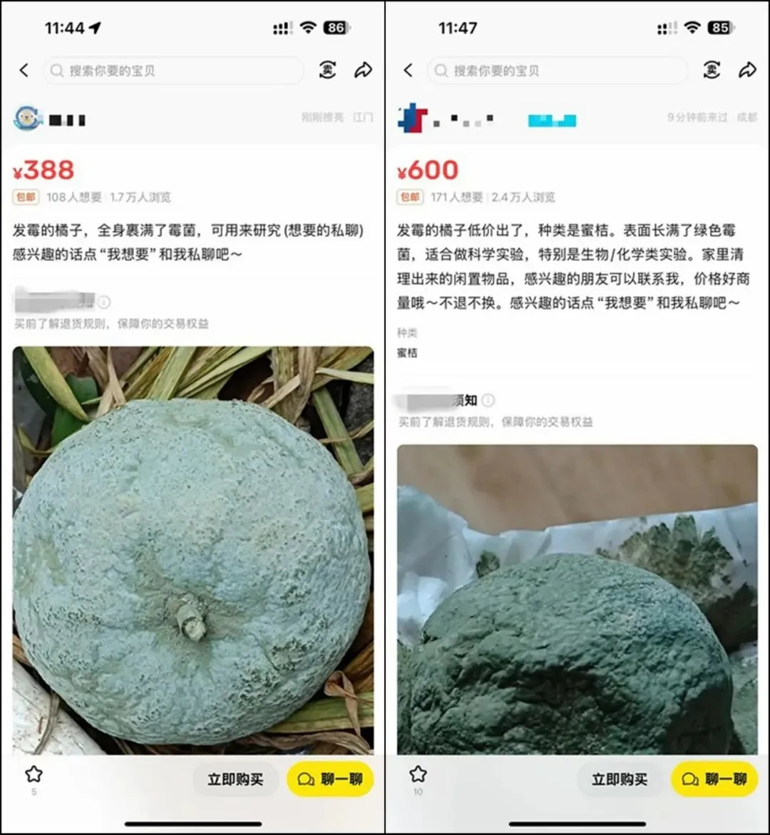 这种橘子网上卖600块？专家紧急提醒！
