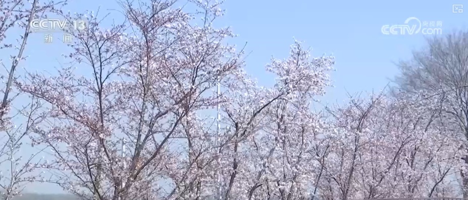 春赏花、夏榨油、秋收粮 “赏花+”扮“靓”经济新增长点 春赏花、夏榨油、秋收粮 “赏花+”扮“靓”经济新增长点