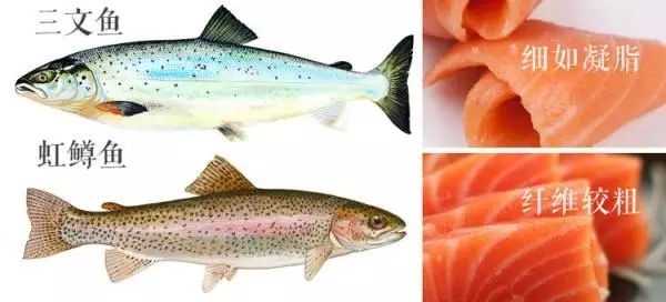 真假三文鱼！你吃的是真正的三文鱼吗？