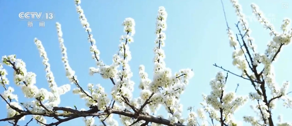 春赏花、夏榨油、秋收粮 “赏花+”扮“靓”经济新增长点 春赏花、夏榨油、秋收粮 “赏花+”扮“靓”经济新增长点