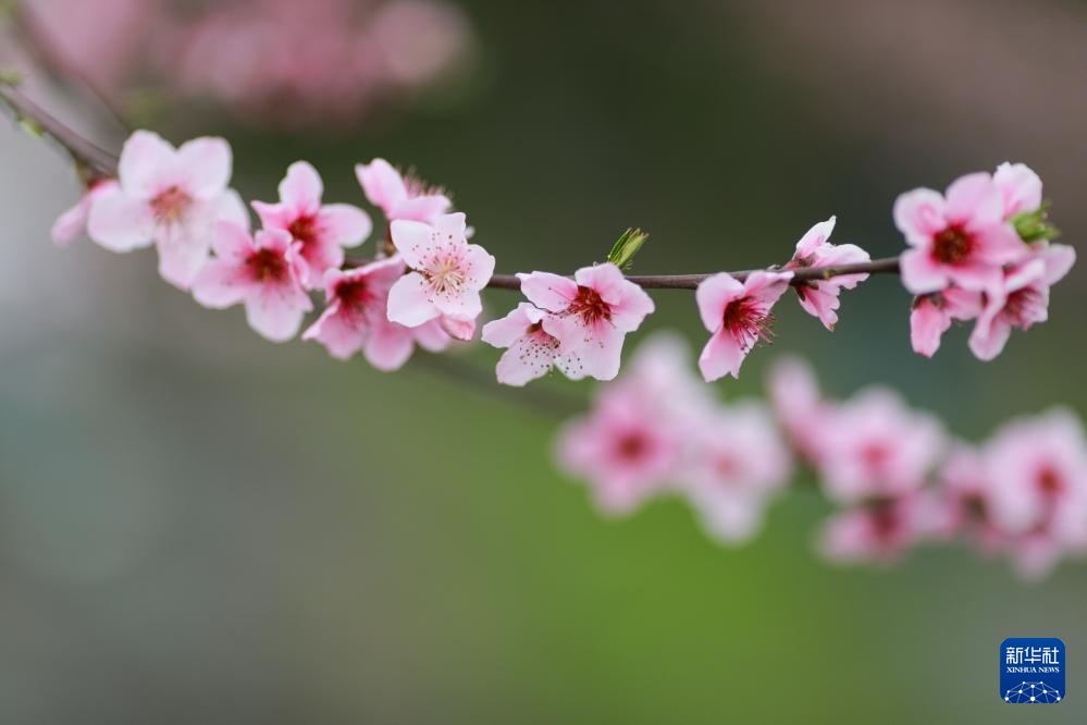 四川成都：龙泉山桃花满园