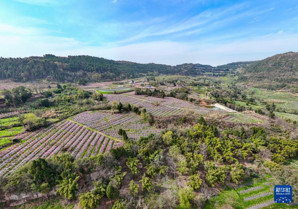 四川成都：龙泉山桃花满园