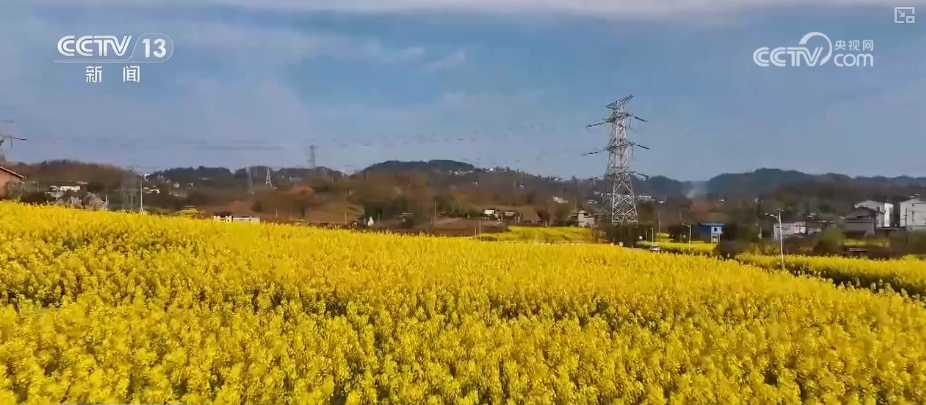 春赏花、夏榨油、秋收粮 “赏花+”扮“靓”经济新增长点 春赏花、夏榨油、秋收粮 “赏花+”扮“靓”经济新增长点