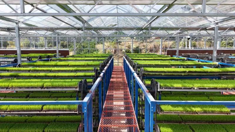 江西赣州：集中育秧加速推进 科技加持提升育秧效率品质