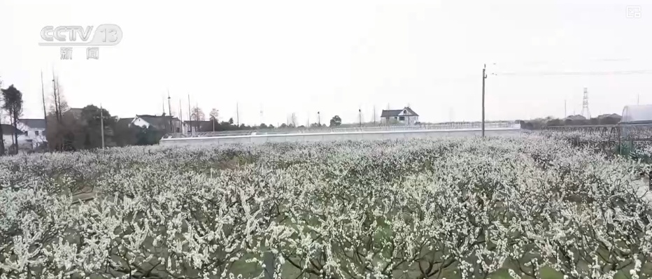 春赏花、夏榨油、秋收粮 “赏花+”扮“靓”经济新增长点 春赏花、夏榨油、秋收粮 “赏花+”扮“靓”经济新增长点