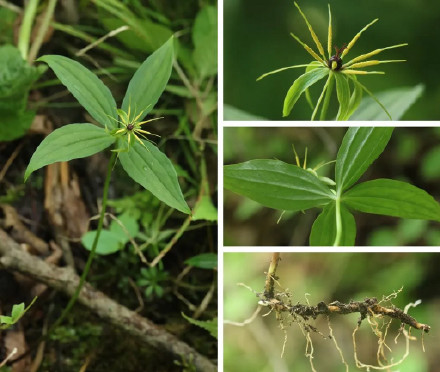 调查显著成果+1 重庆阴条岭发现多种珍稀重楼属植物