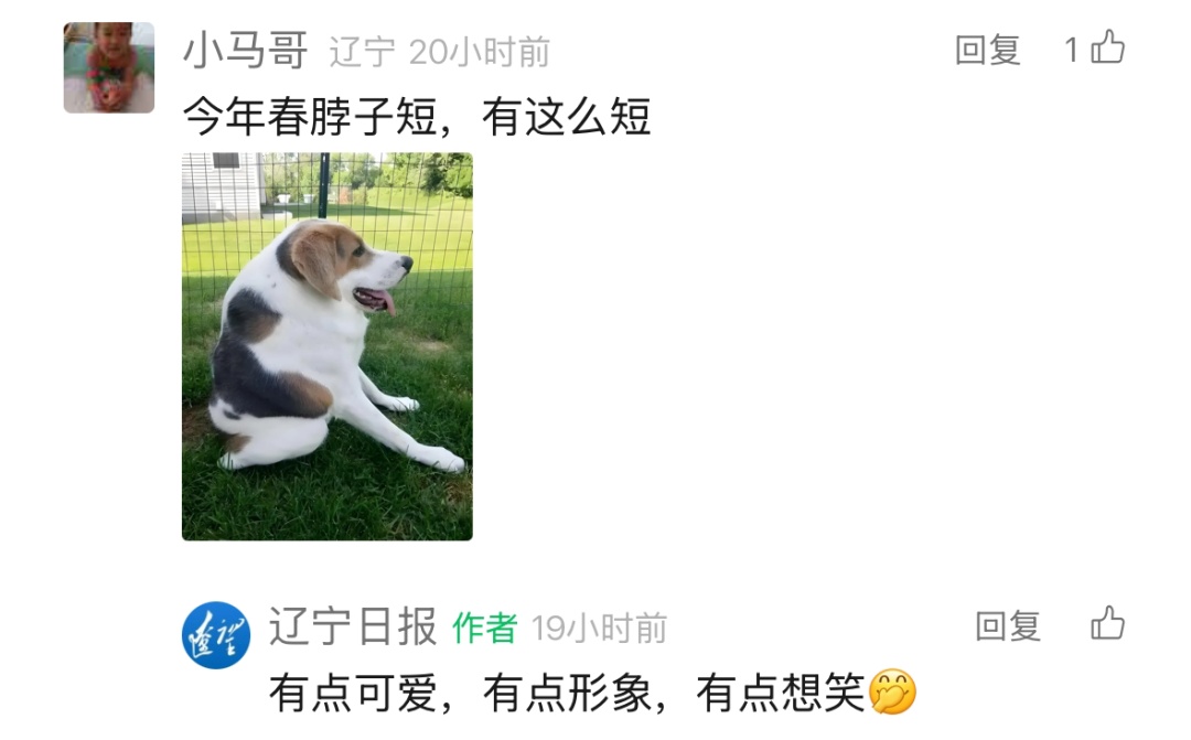 “真当我是冻梨了？”辽宁人这爆棚的幽默感！