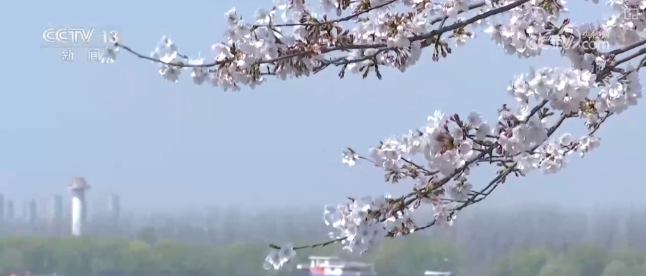 春赏花、夏榨油、秋收粮 “赏花+”扮“靓”经济新增长点 春赏花、夏榨油、秋收粮 “赏花+”扮“靓”经济新增长点