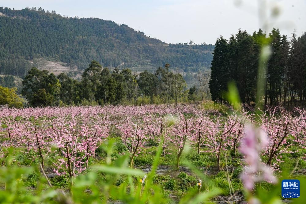 四川成都：龙泉山桃花满园