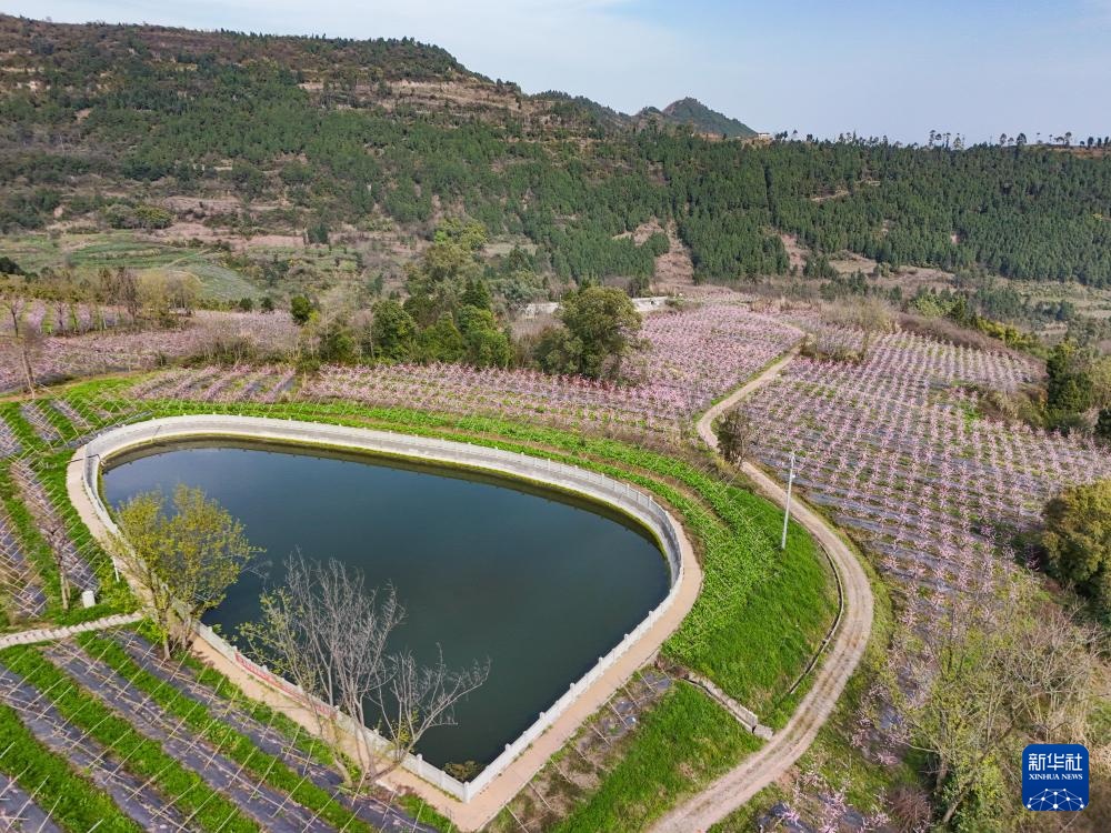 四川成都：龙泉山桃花满园