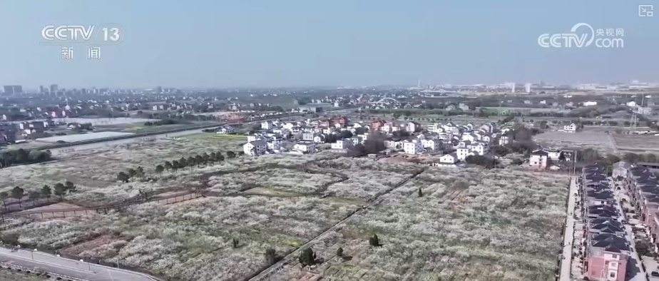 春赏花、夏榨油、秋收粮 “赏花+”扮“靓”经济新增长点 春赏花、夏榨油、秋收粮 “赏花+”扮“靓”经济新增长点