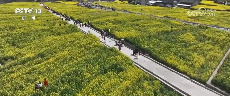 春赏花、夏榨油、秋收粮 “赏花+”扮“靓”经济新增长点 春赏花、夏榨油、秋收粮 “赏花+”扮“靓”经济新增长点
