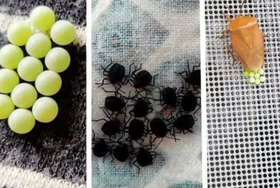 头皮发麻!最近,很多人衣服上都有…… 头皮发麻!最近,很多人衣服上都有……