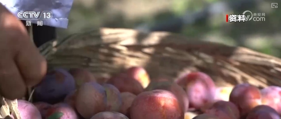 春赏花、夏榨油、秋收粮 “赏花+”扮“靓”经济新增长点 春赏花、夏榨油、秋收粮 “赏花+”扮“靓”经济新增长点