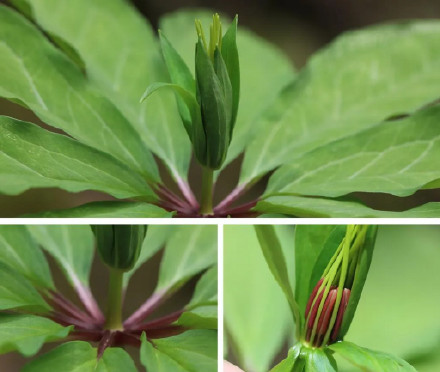 调查显著成果+1 重庆阴条岭发现多种珍稀重楼属植物
