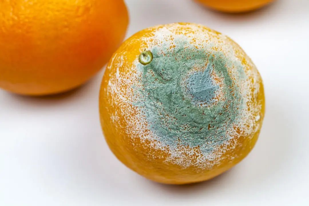 “发霉橘子”卖600块?专家紧急提醒 “发霉橘子”卖600块?专家紧急提醒