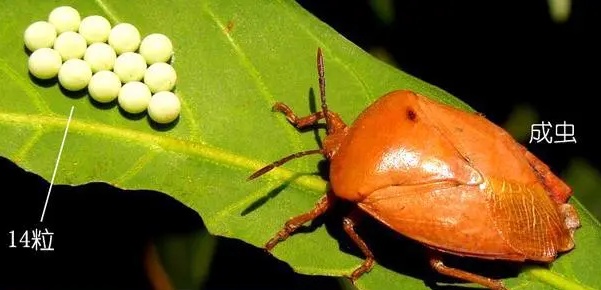 头皮发麻，江西很多人家中突然大量出现……提醒：千万别碰→