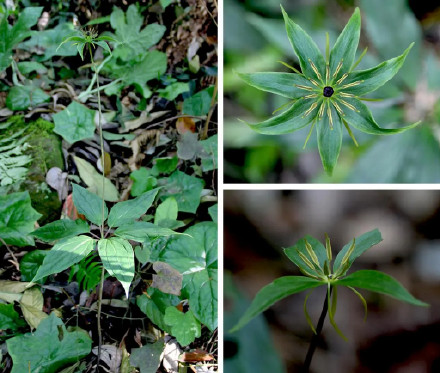 调查显著成果+1 重庆阴条岭发现多种珍稀重楼属植物