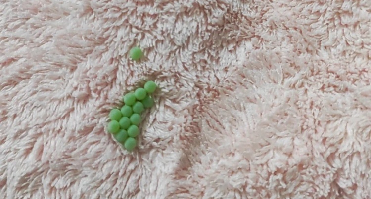 头皮发麻！臭屁虫虫卵千万别碰，臭液还自带强腐蚀性