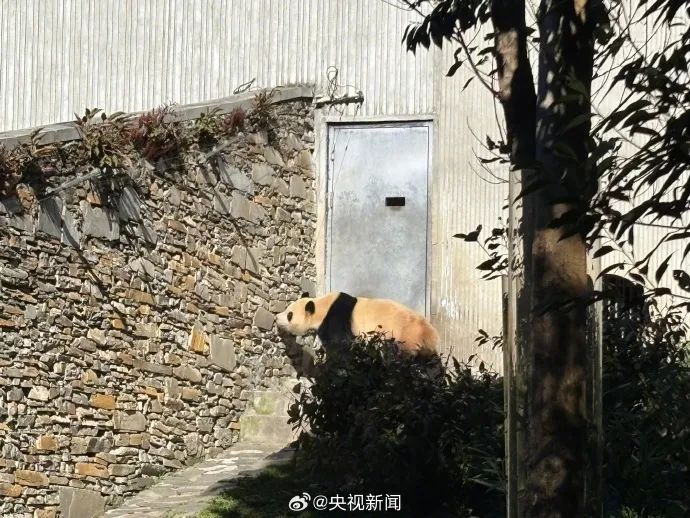 顶流复出，网友沸了！此前异常健康状况引发担忧