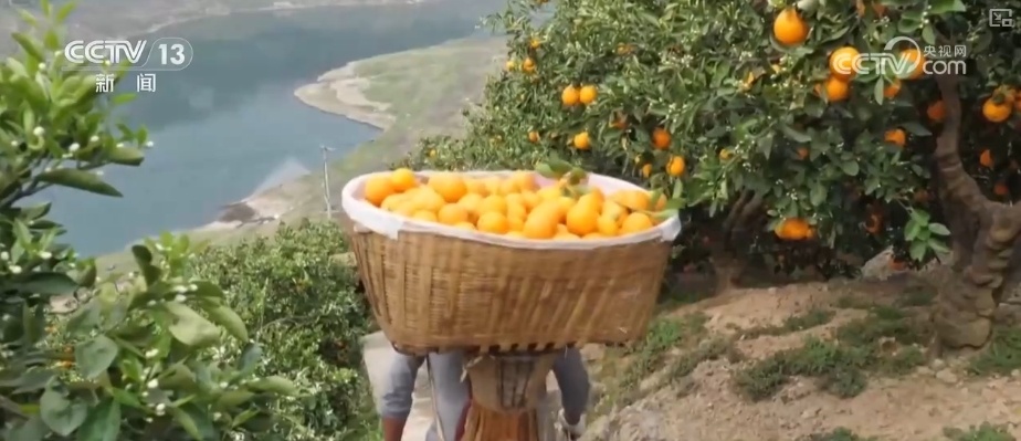 坐“火车”乘“飞机” 科技赋能脐橙“跑”上公路出山 坐“火车”乘“飞机” 科技赋能脐橙“跑”上公路出山