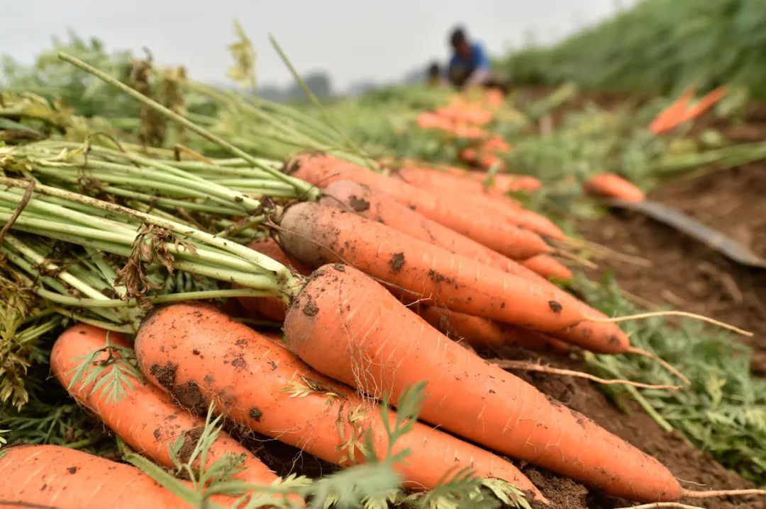 饮食“长寿密码”:4种营养素缺一不可,就藏在这些食物里 饮食“长寿密码”:4种营养素缺一不可,就藏在这些食物里