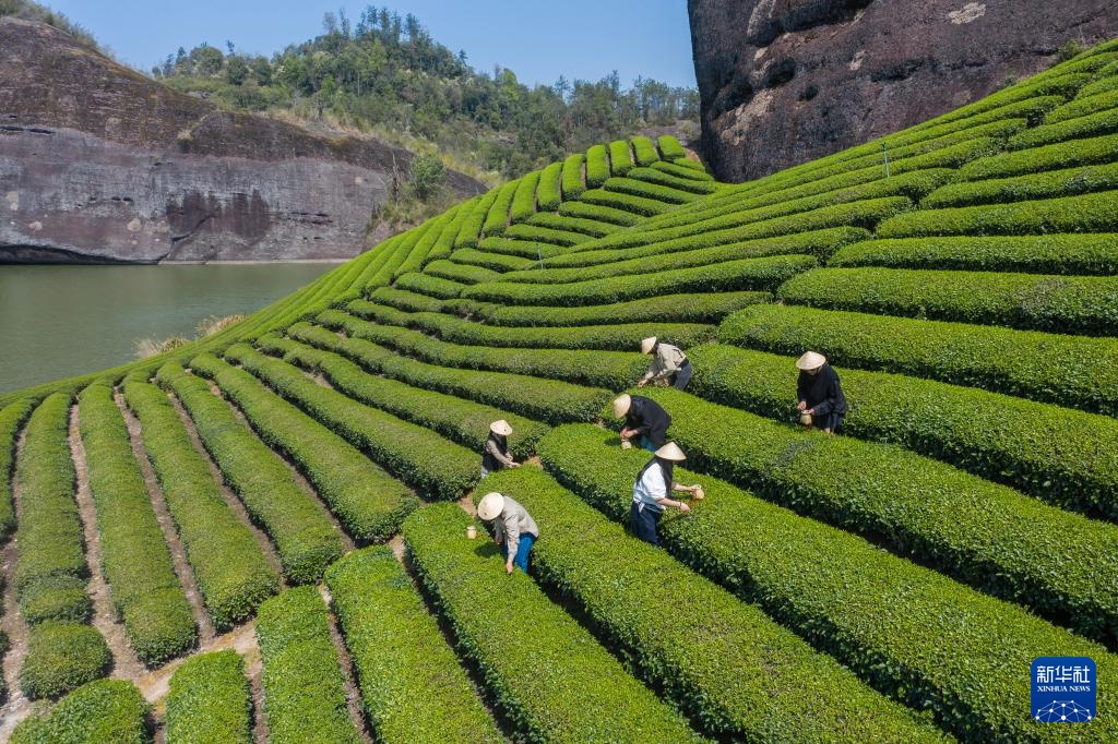 浙江武义：有机茶乡春季茶旅融合促消费