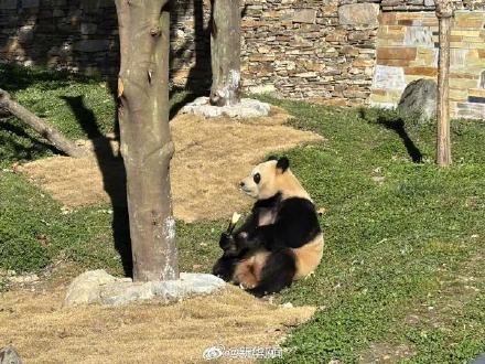 福宝复展从炫笋笋开始