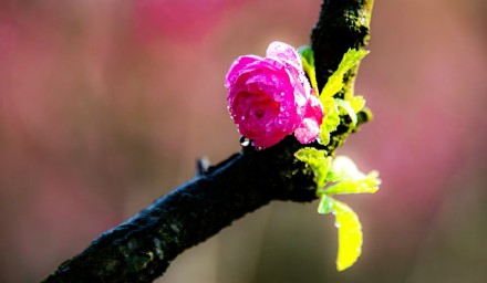 缤纷三月天，桃花朵朵开!