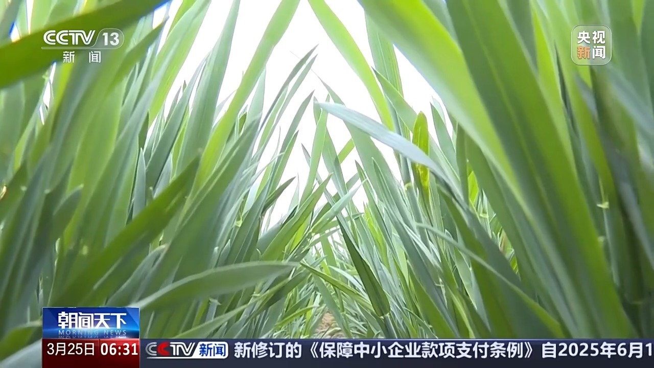 多地气温骤降超20℃!这是“倒春寒”吗?专家分析 多地气温骤降超20℃!这是“倒春寒”吗?专家分析