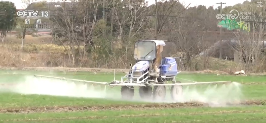 农业生产向“智”向“新” “太空紫云英”化为春泥助春耕 农业生产向“智”向“新” “太空紫云英”化为春泥助春耕