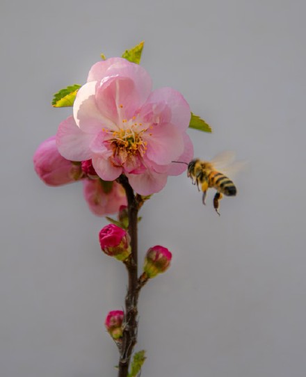 缤纷三月天，桃花朵朵开!