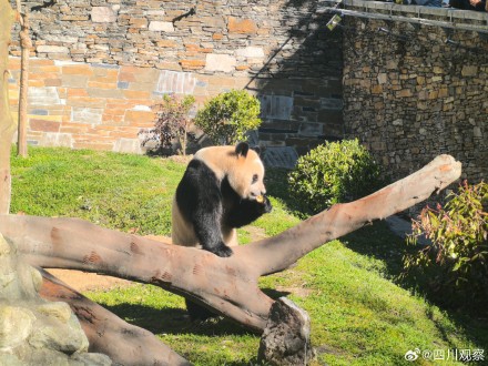 福宝再次亮相人气不减