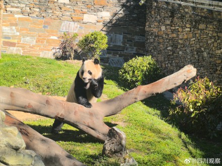 福宝再次亮相人气不减