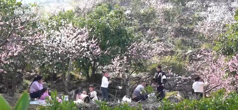 万亩荒山变花海 石漠化公园花开正艳