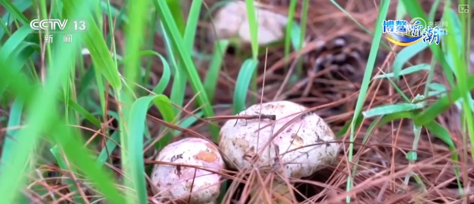 RCEP赋能抢“鲜”生意竞速跑 “土特产”凭实力“圈粉”海外 RCEP赋能抢“鲜”生意竞速跑 “土特产”凭实力“圈粉”海外
